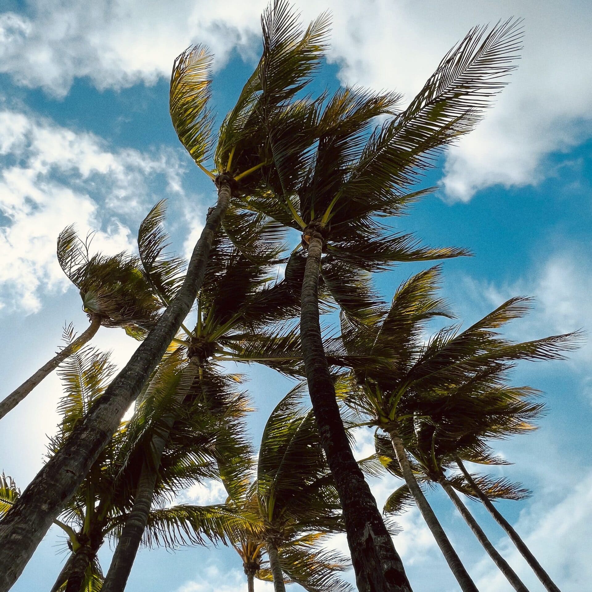 Palm trees swaying in the wind against a blue sky with scattered clouds.