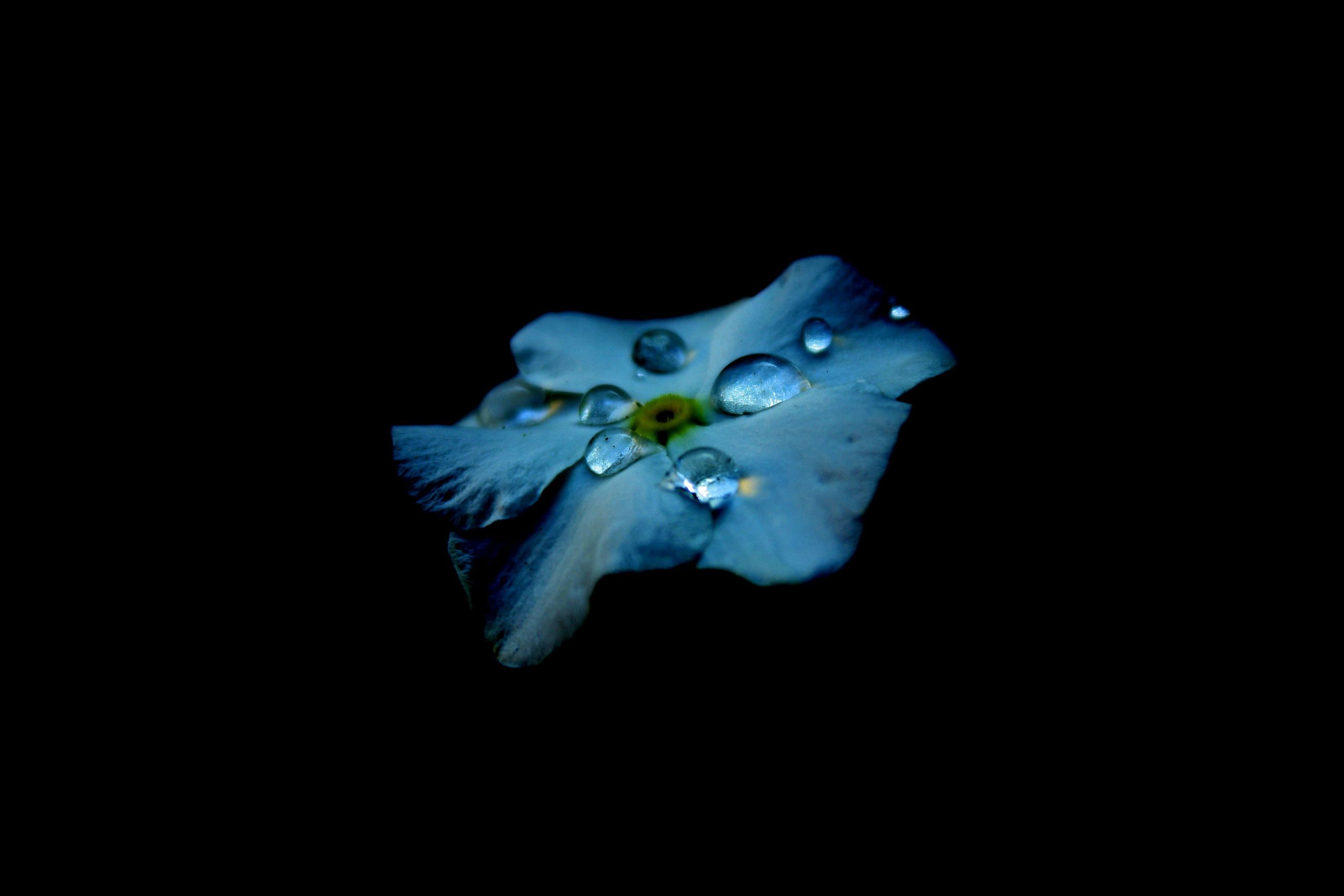 Blue Flower with water droplets against a dark background